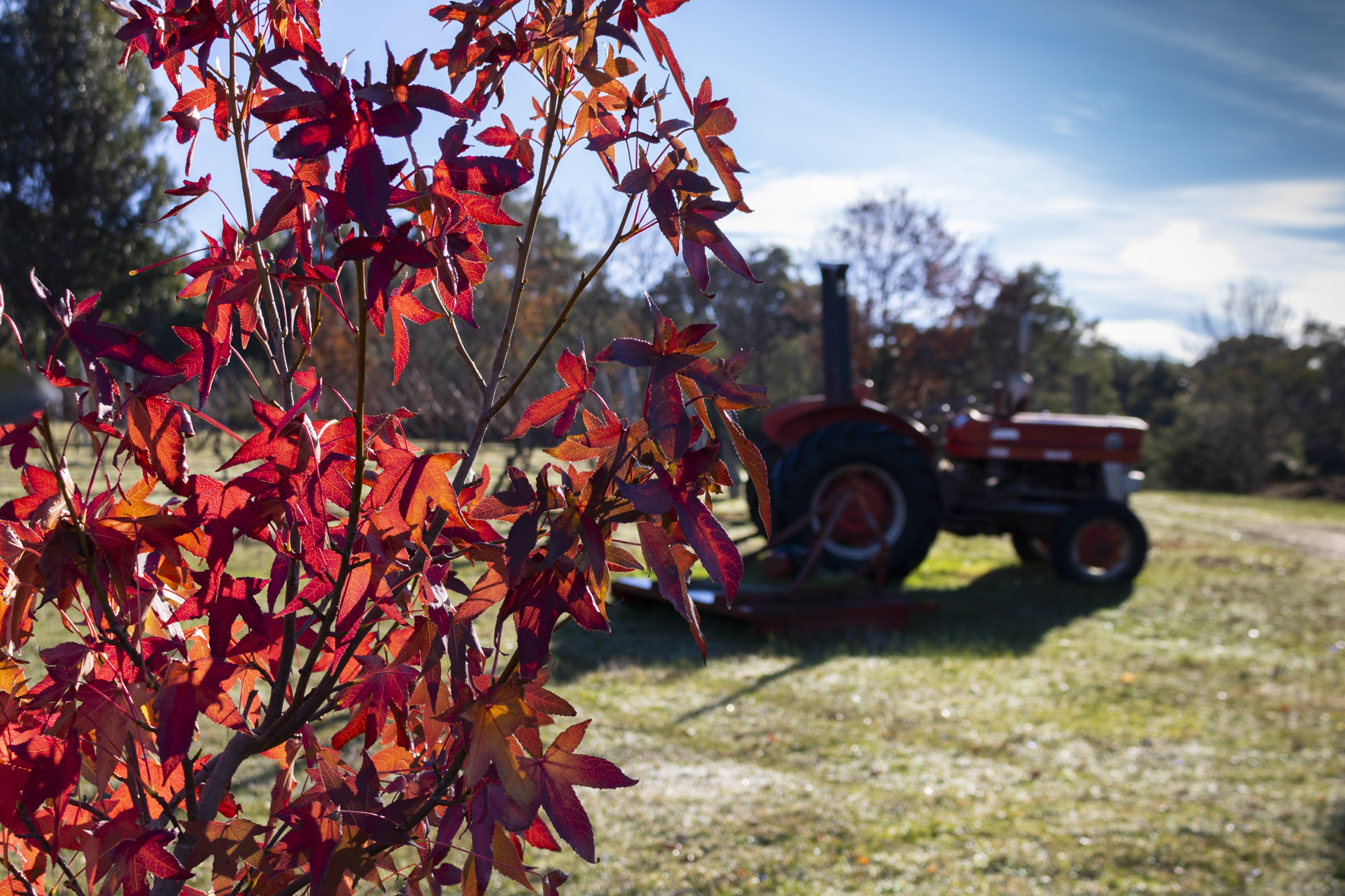 Fall leaves and tractor in the vineyard 